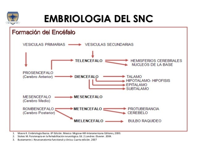 Embriologia Humana Langman Pdf